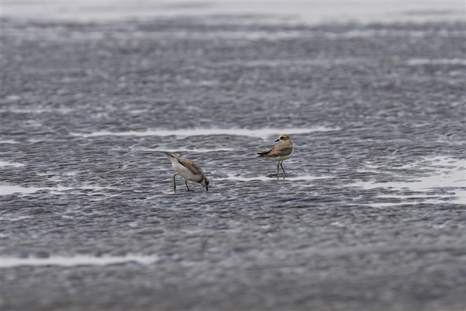 _C`h,Lesser Sand Plover